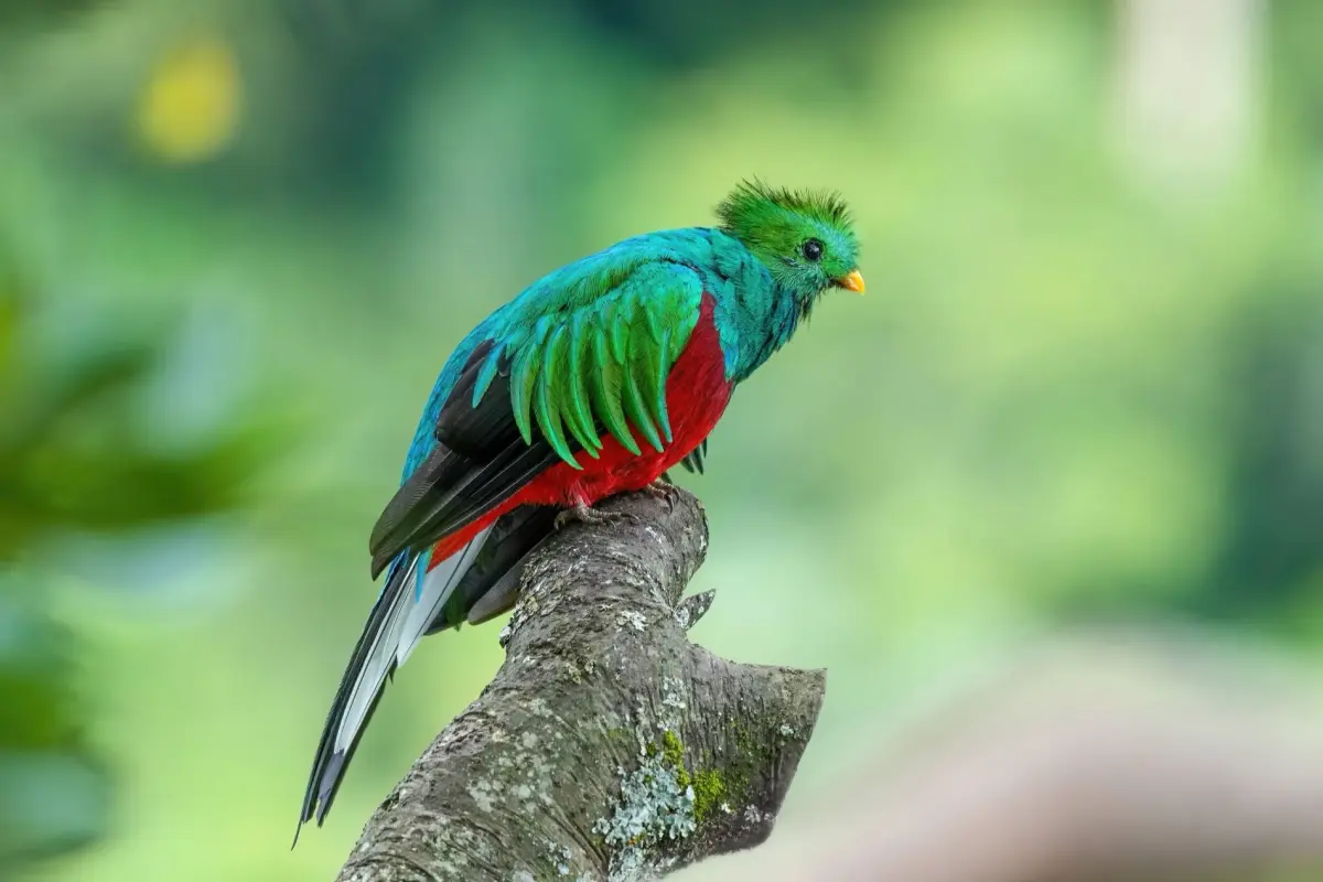 Wonderful Birdwatching Vacations Around the World