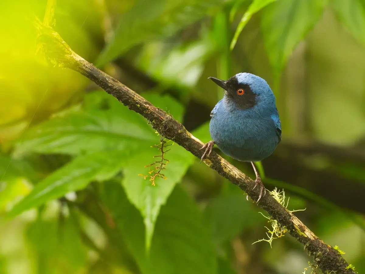 Masked flowerpiercer perched on a mossy branch