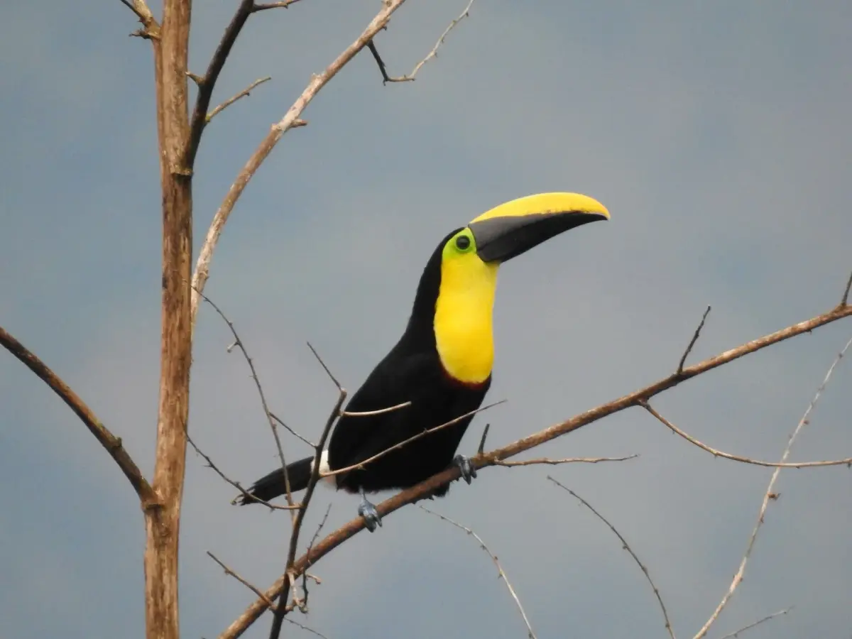 Tucán del Chocó, Ramphastos brevis, vereda La Selva Pueblo Rico Risaralda, Colombia