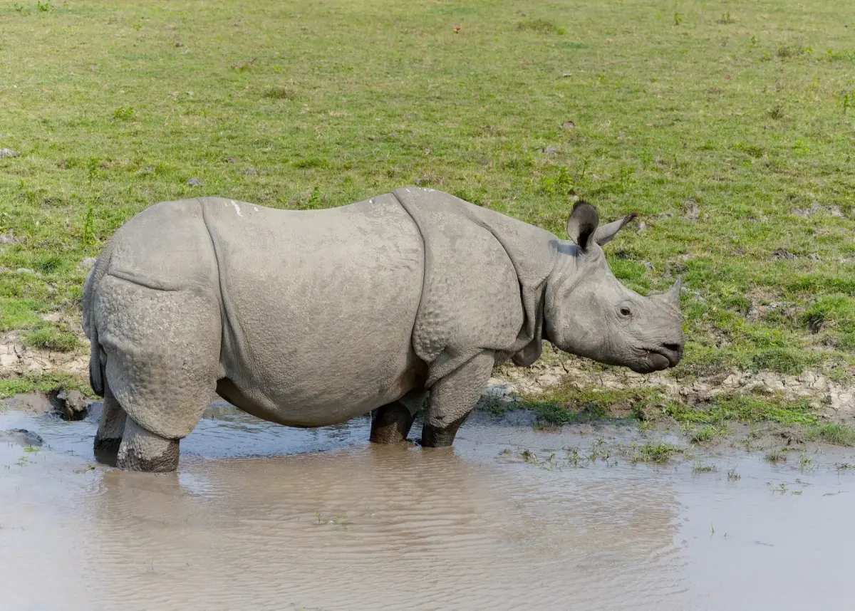 Kaziranga National Park: The Wild Heart of Assam