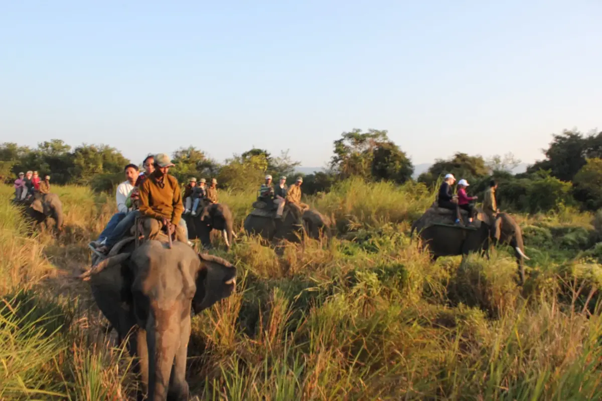Tourists on elephant safari passing through a grassland in Kaziranga National Park, Assam