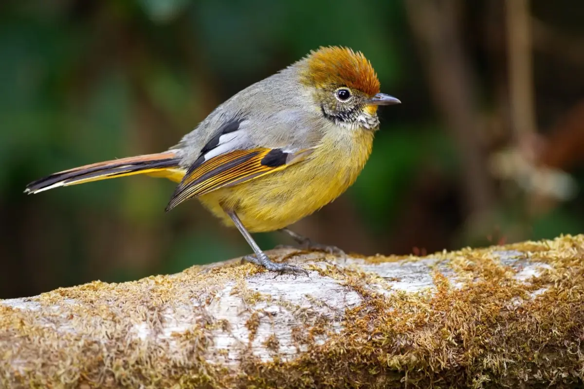 Quiet Thailand: Two Weeks Among Birds, Lakes, Jungles, and Sea Air