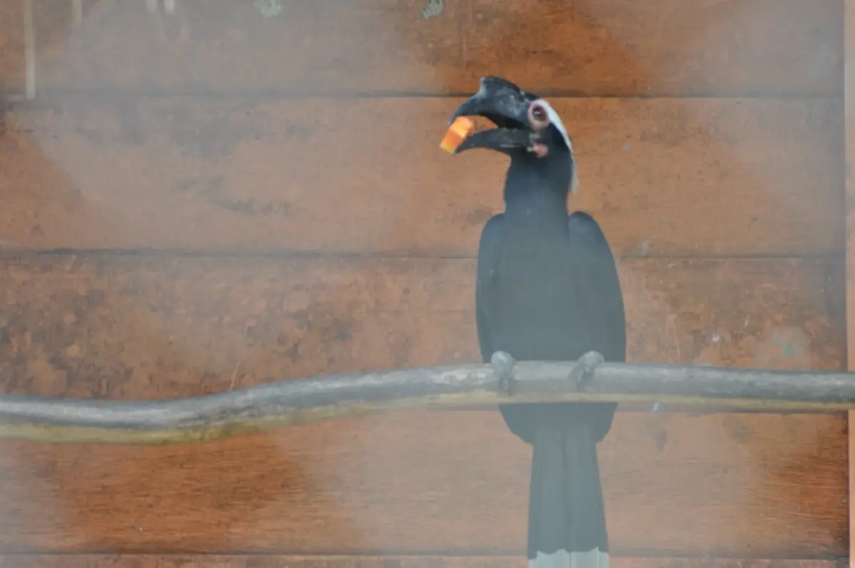 Black Hornbill (12340746734)