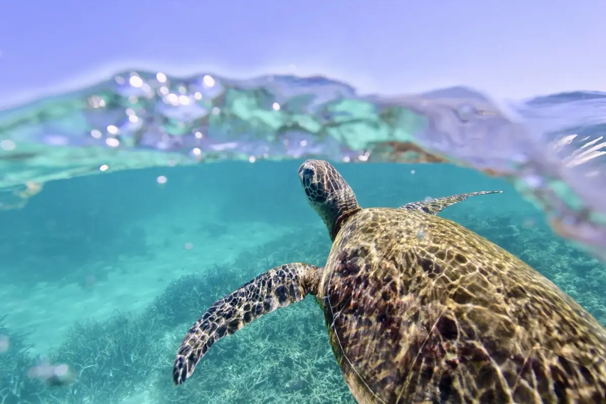 The Best Places in the World to Swim With Sea Turtles