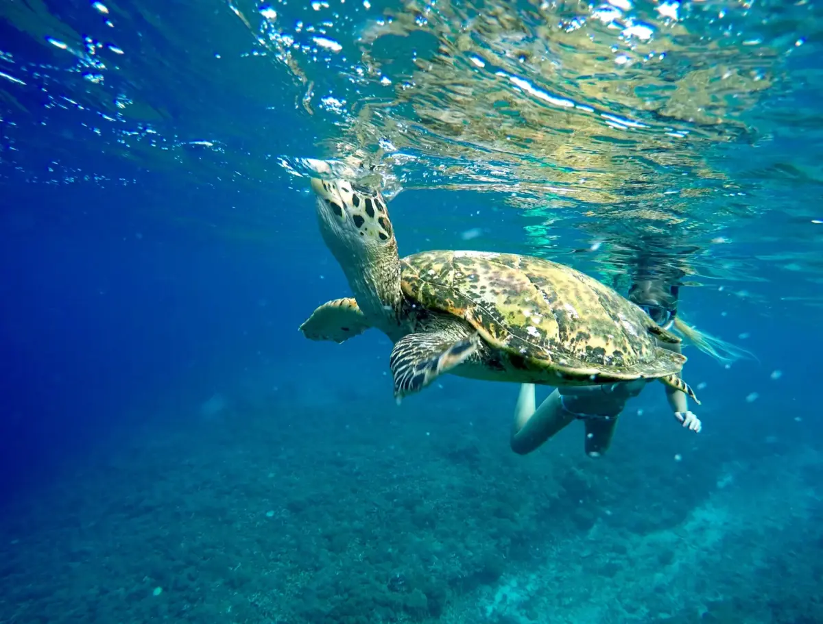 Sea turtle breath underwater (20910998842)
